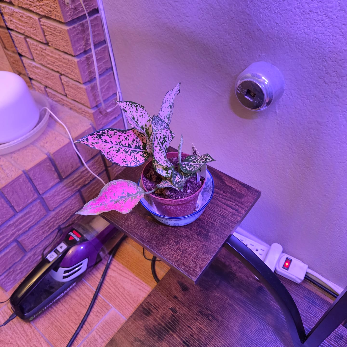 Customer photo review of Aglaonema 'Pink Triphet'