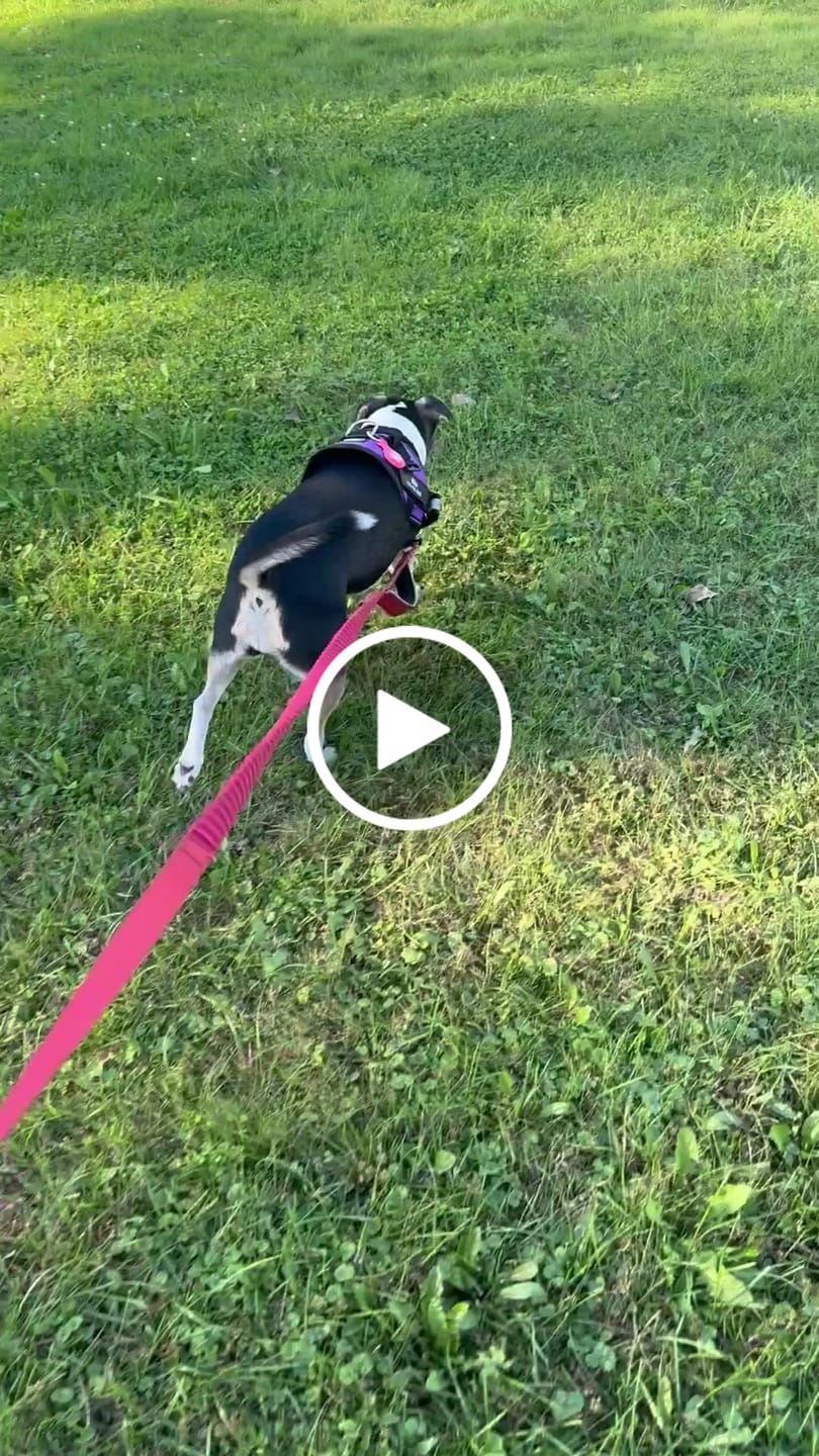 Customer video review of Dogshood ™ No Pull Harness