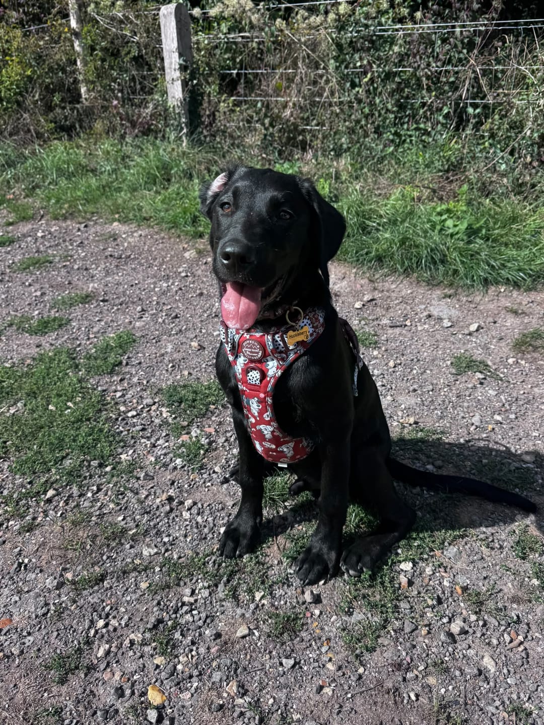 Customer photo review of Disney© Tough Trails™ Harness - 101 Dalmatians