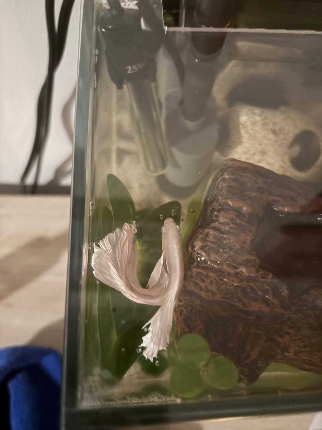 Customer photo review of Super White Dumbo Ear Halfmoon Male Betta Fish