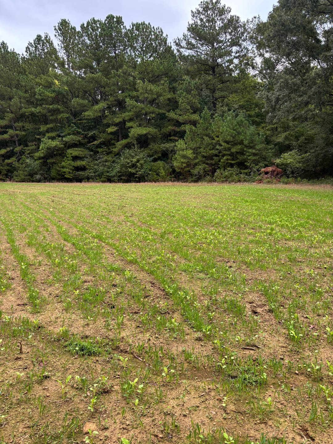 Customer photo review of Green Machine™ Food Plot Seed