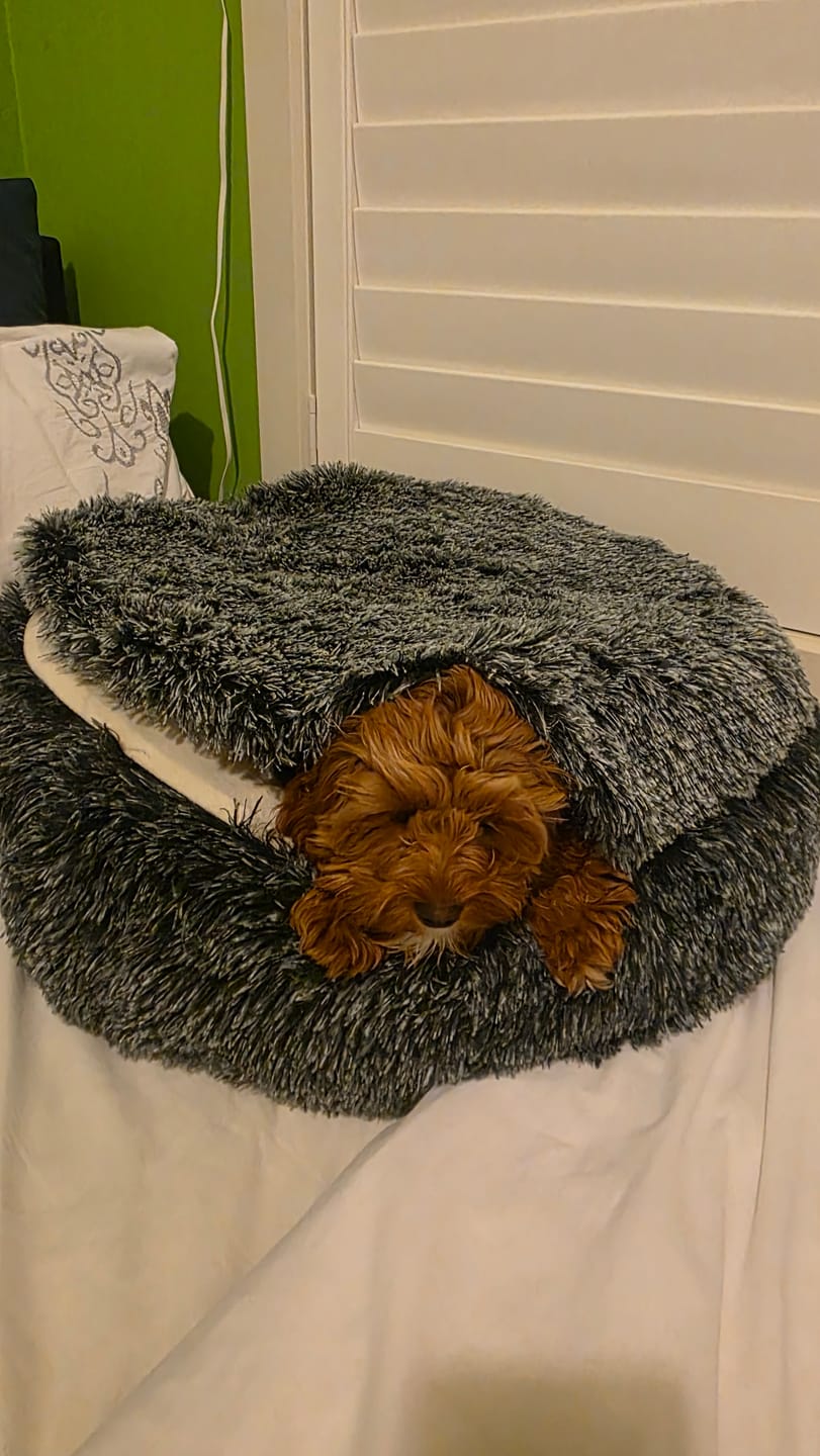 Customer photo review of Pet Cave Dog Bed - Removable Cover