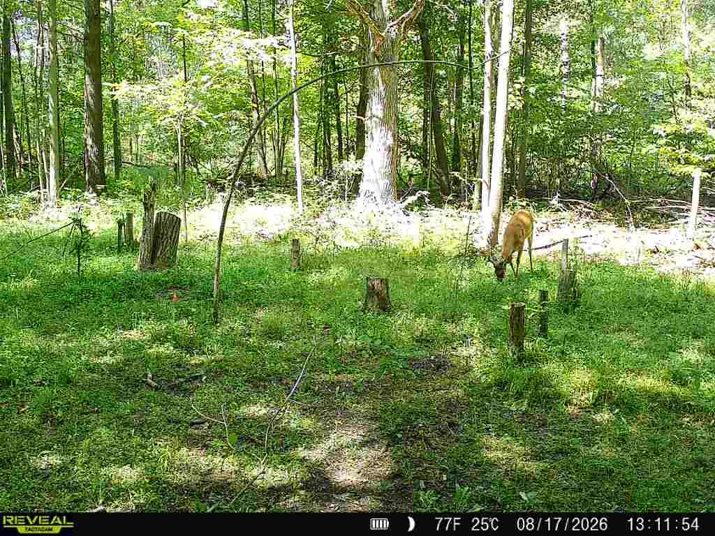 Customer photo review of Pre-Game™ Deer Feed