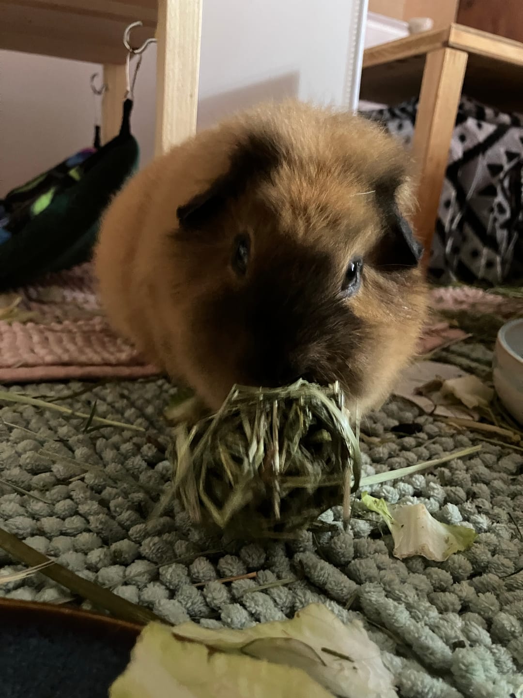 Customer photo review of 🌿 Snack Balls Premium Hanf – Heu-Snack für Meerschweinchen
