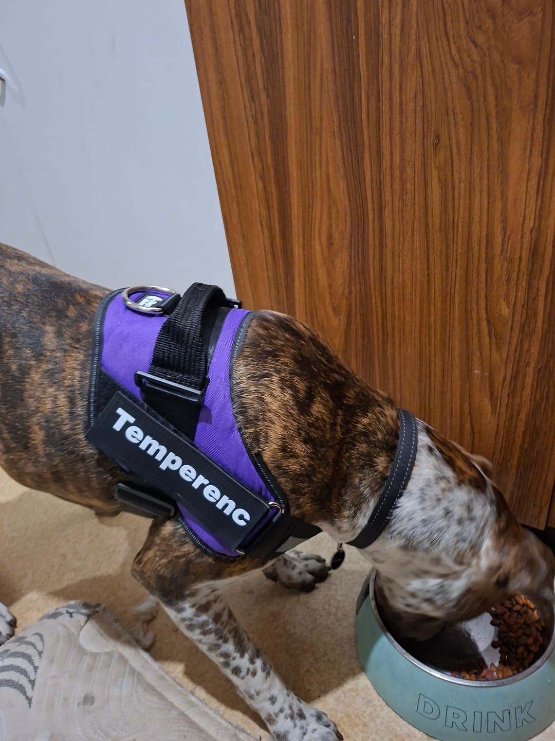 Customer photo review of Dogshood ™ No Pull Harness