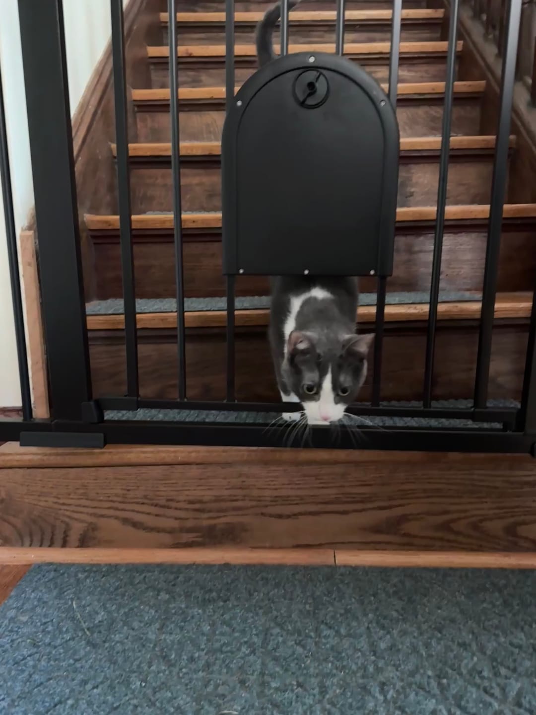 Customer photo review of FairyBaby Arch-Shaped Walk Through Baby Gate With 23.5" Extra Wide Walk Through Door