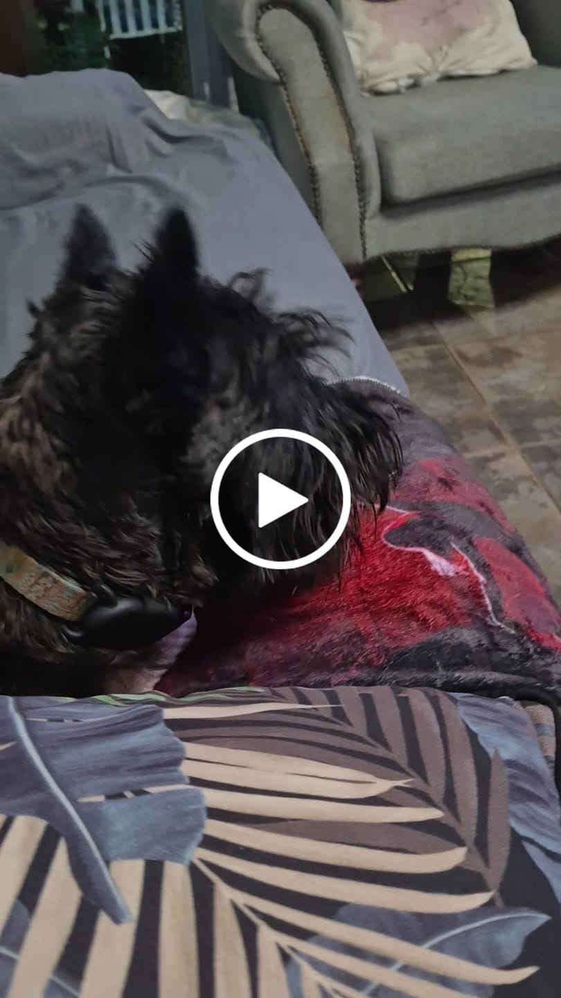 Customer video review of The Good Dog Box