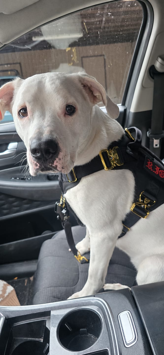 Customer photo review of HNTR 3.0 Dog Harness - Noir
