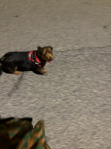 Customer's small dog walking on asphalt wearing a red and black bungee leash harness.