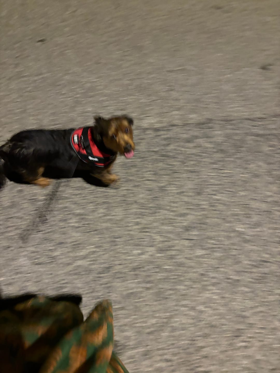 Customer photo review of Bungee Leash