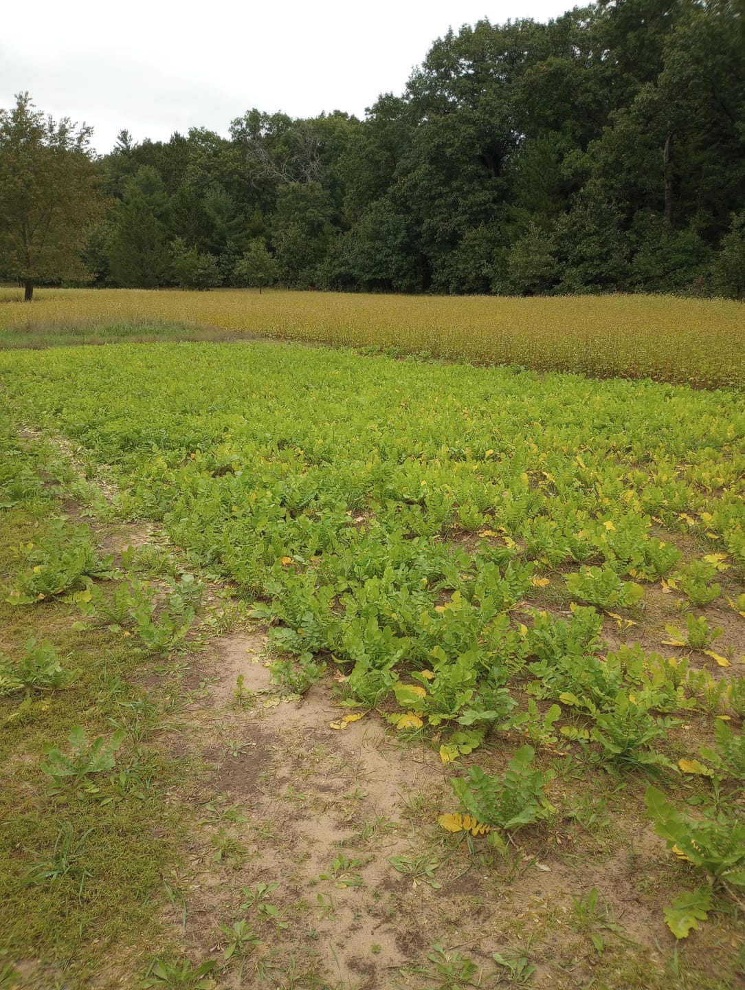 Customer photo review of Buckwheat Seed