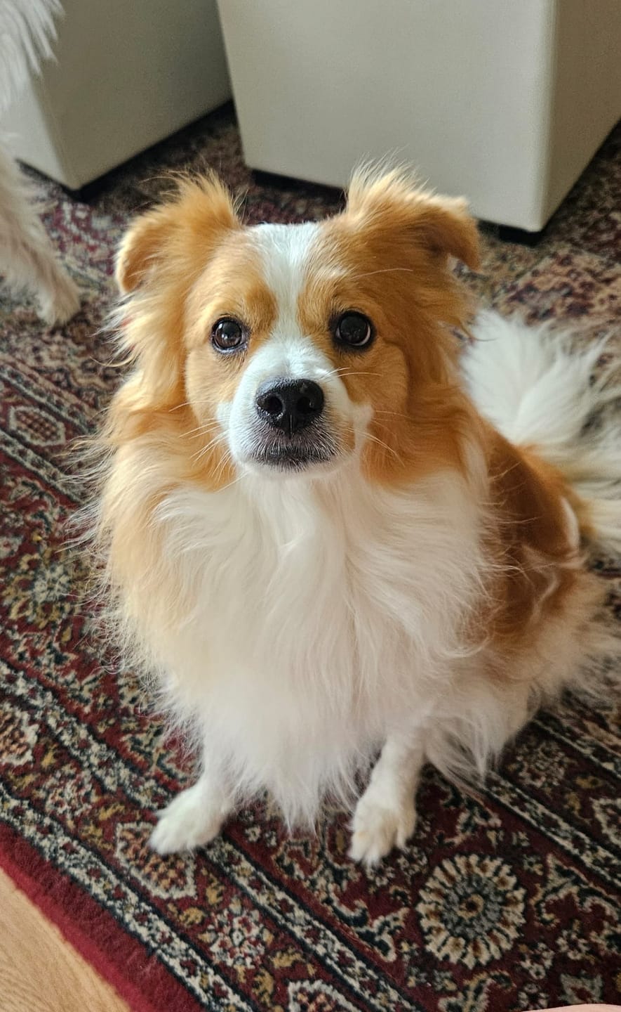 Customer photo review of 4 Inch Thin Bully Sticks