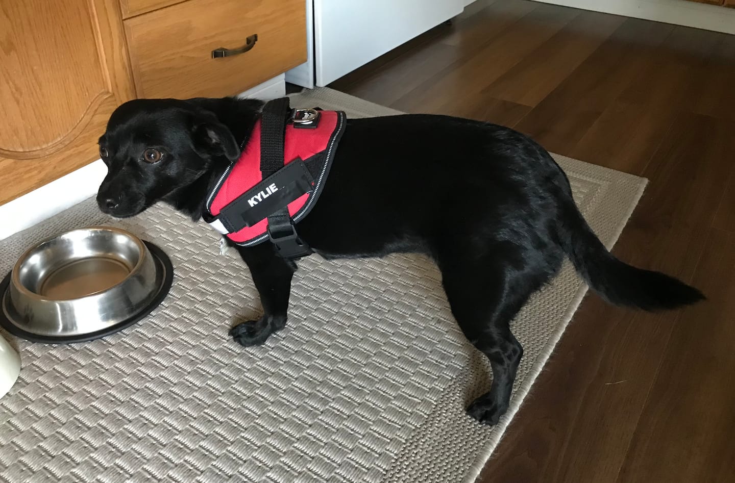 Customer photo review of Dogshood ™ Ergonomic Harness