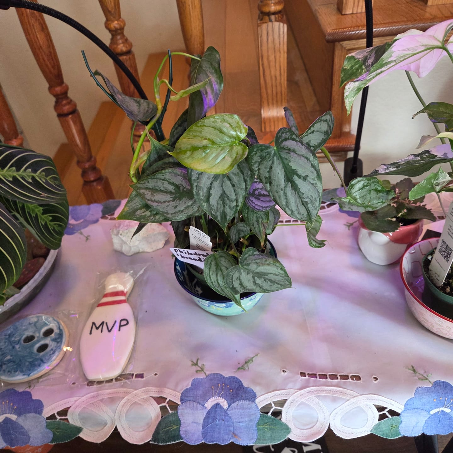 Customer photo review of Philodendron brandtianum