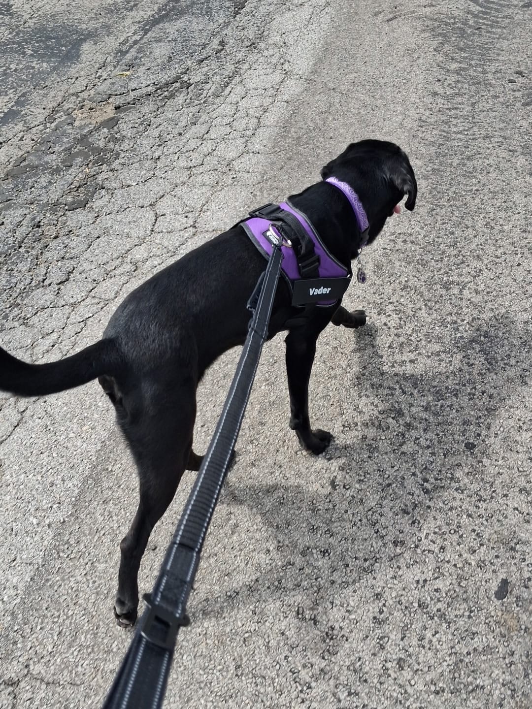 Customer photo review of Personalized Dog Harness
