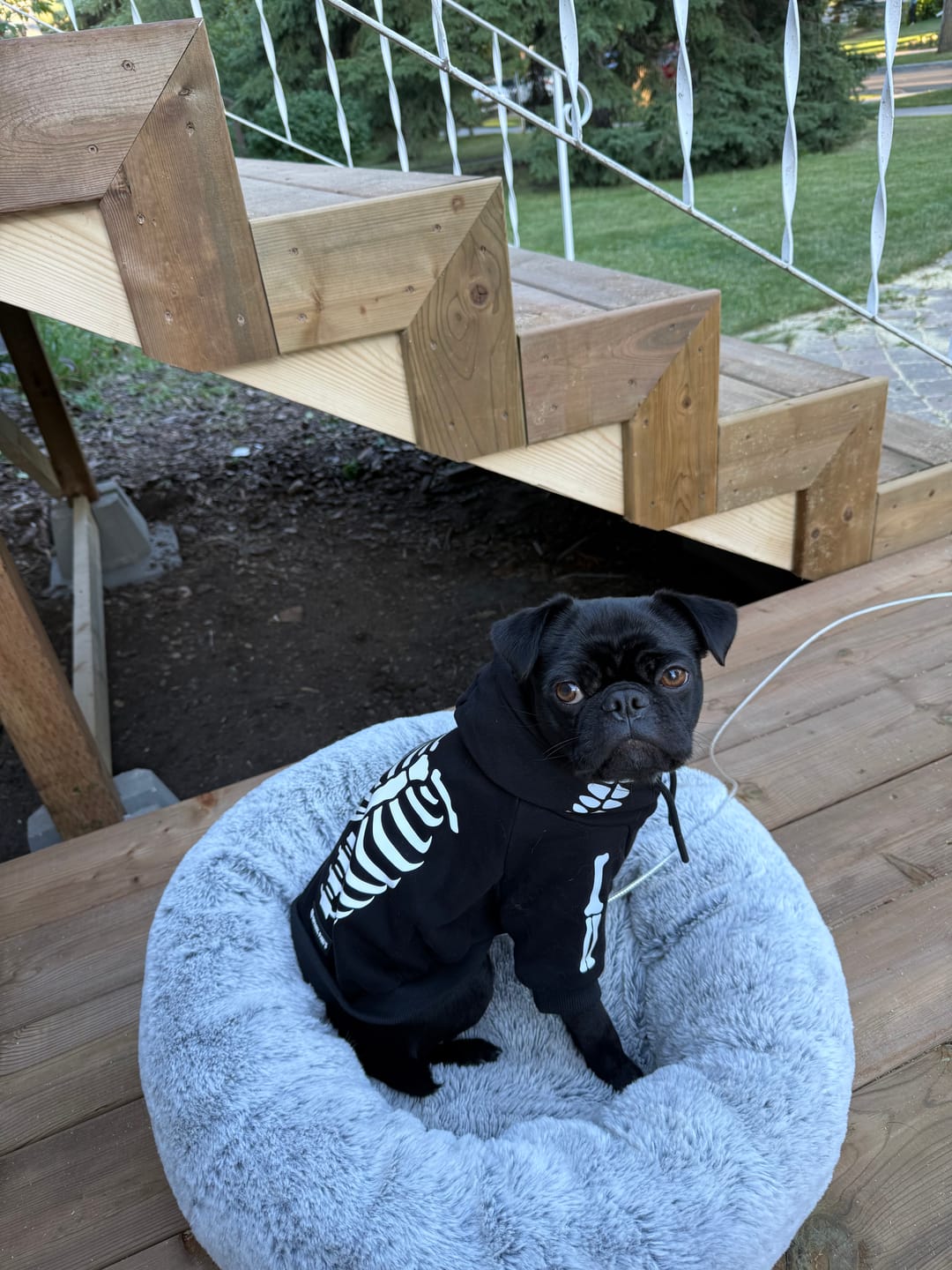 Customer photo review of Halloween Dog Hoodie - Reflective Skeleton