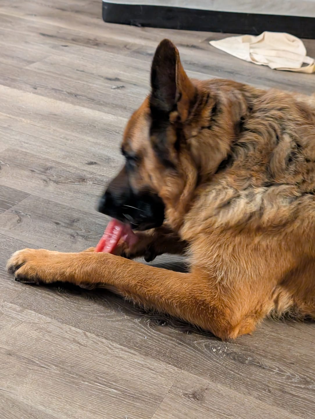 Customer photo review of Himalayan Yak Chew Flavour Pack