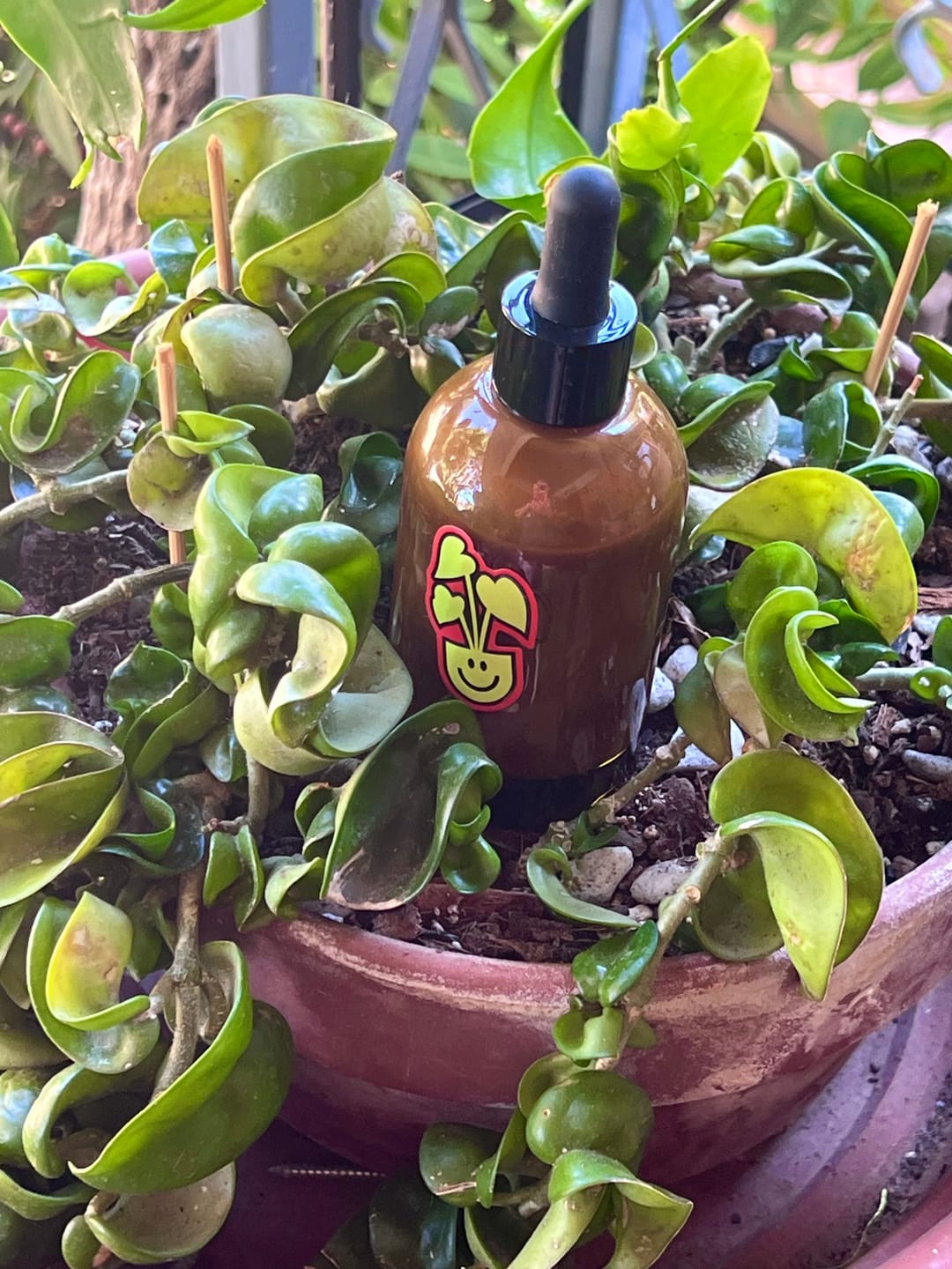 Customer photo review of Fungus Gnat Death Drops