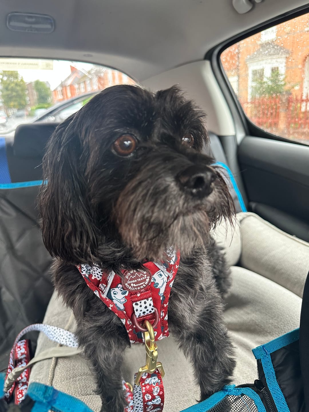 Customer photo review of Disney© AdjustFit Lead - 101 Dalmatians