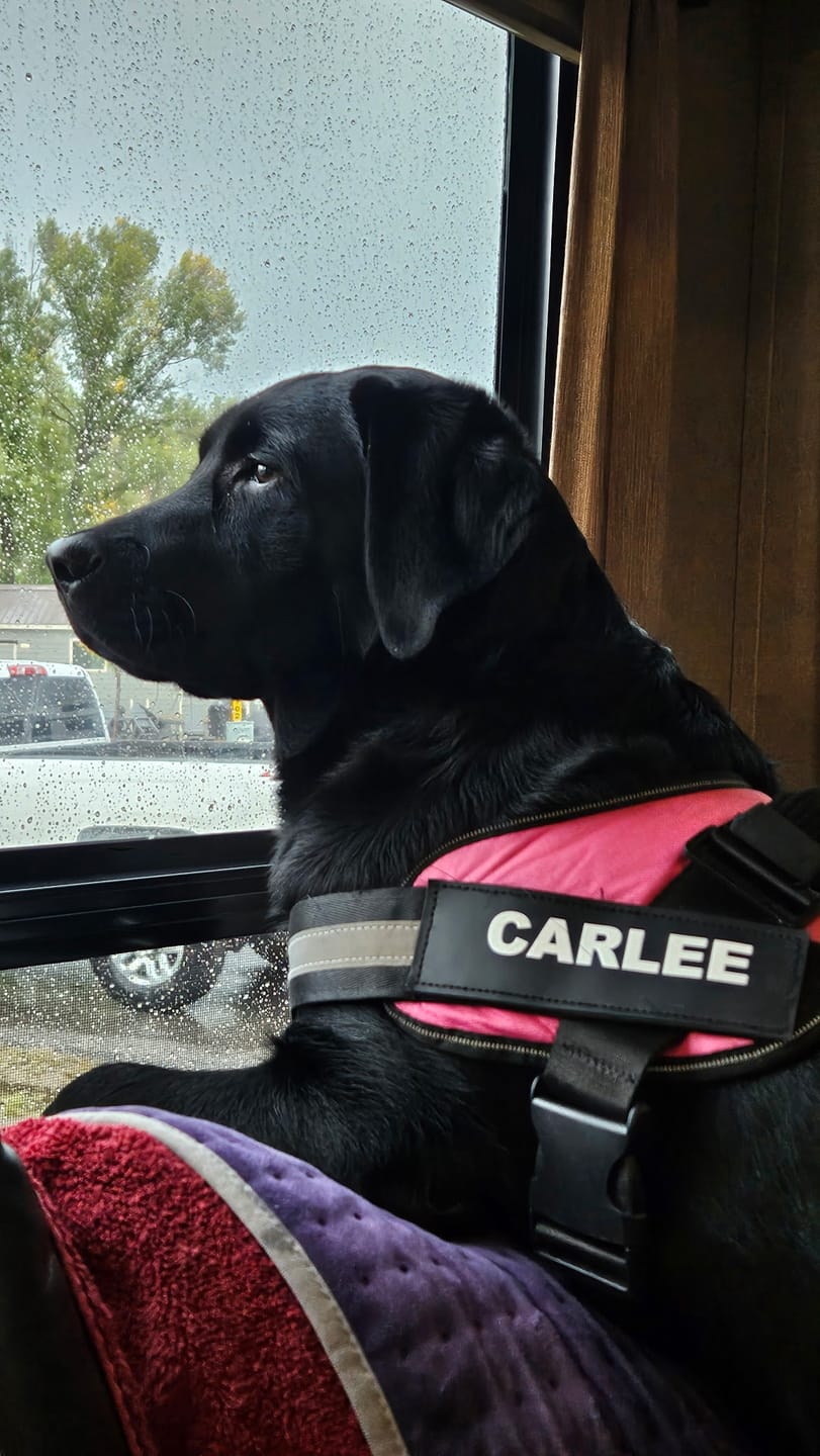 Customer photo review of Dogshood ™ No Pull Harness