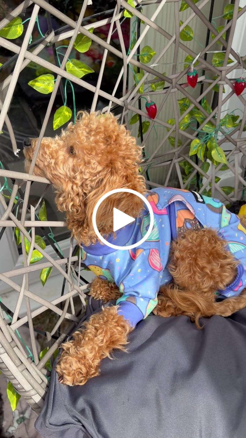Customer video review of Dog Surgical Suit - Donuts