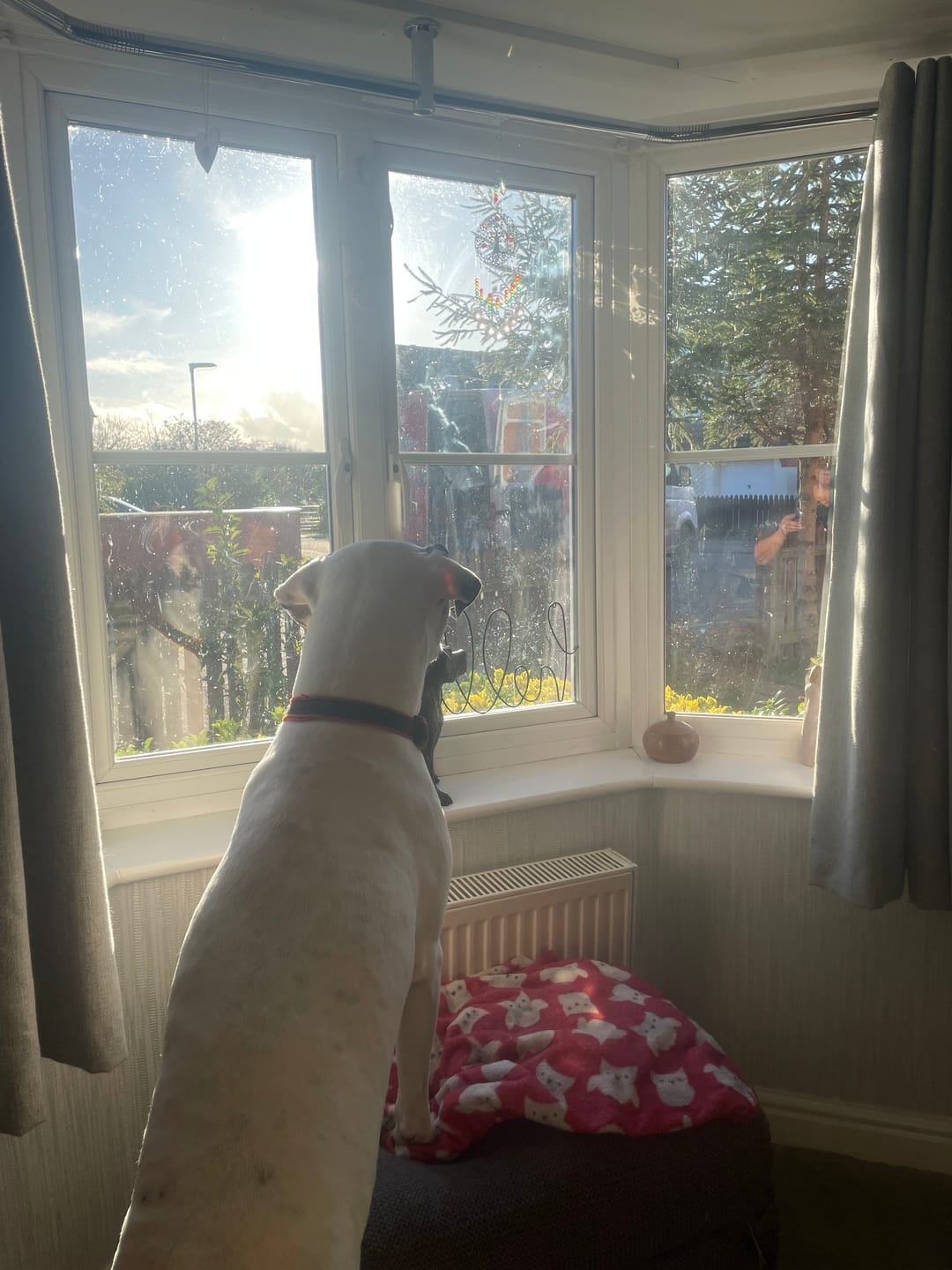 Customer photo review of Original Beef - Adult Dry Dog Food 15Kg