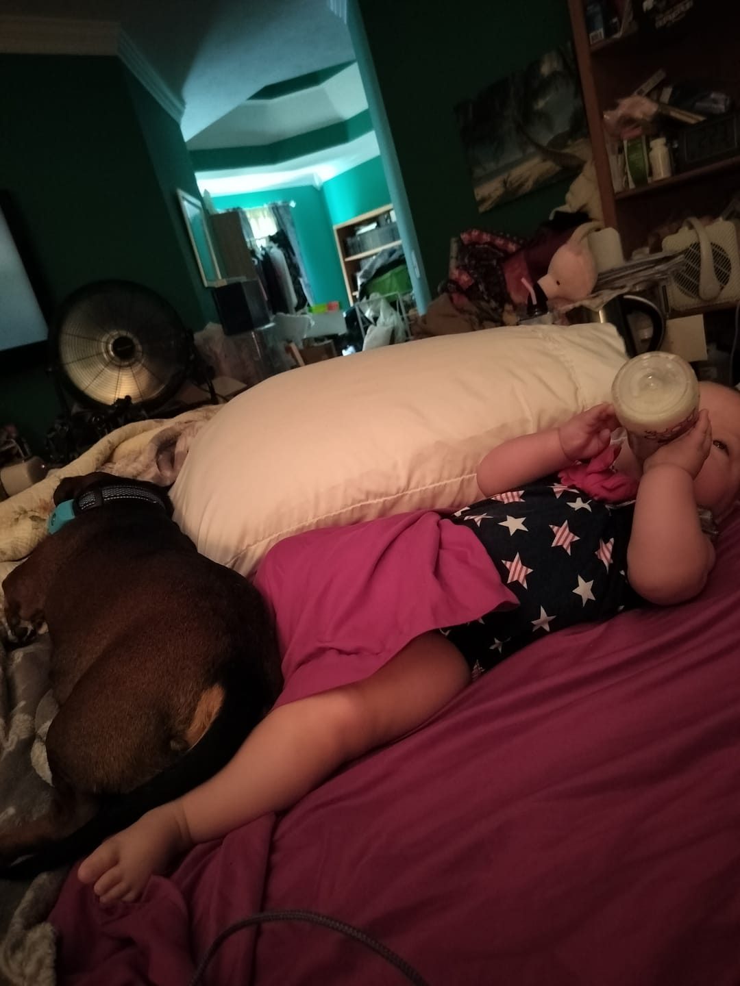 Customer photo review of FurLife™ 12 Months Flea and Tick Free