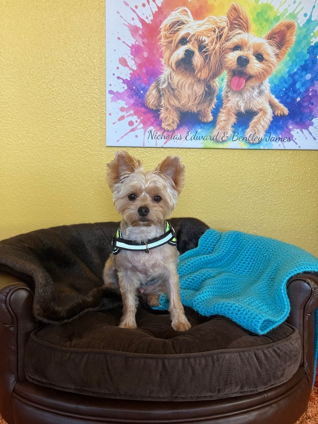 Customer photo review of Dogshood ™ Ergonomic Harness