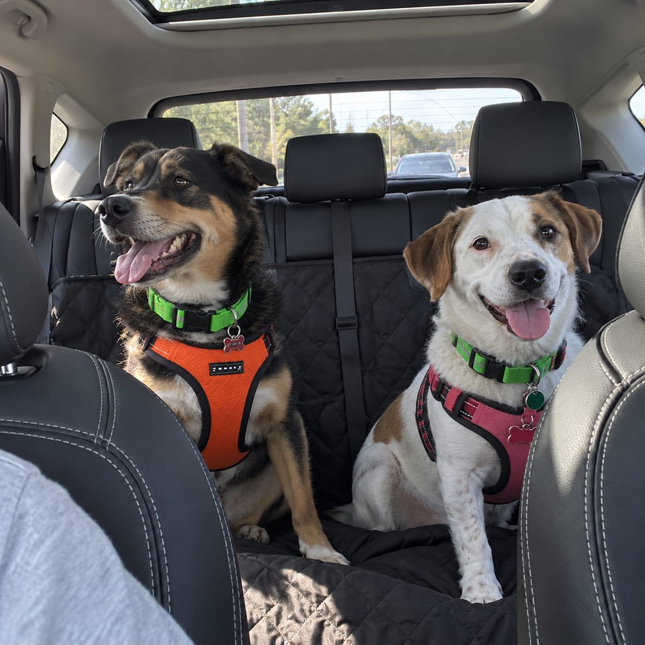 Customer photo review of PetPlix™ Colgante Antipulgas y Antigarrapatas Natural de 12 Meses