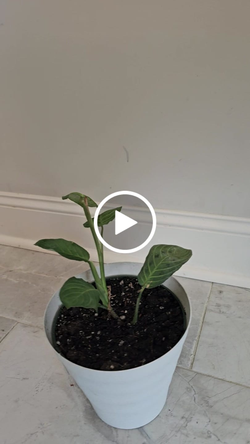 Customer video review of Live Lemon Lime Prayer Plant - Low Light Office Plant - Maranta Leuconeura - Potted Gift houseplant - Air Purifier Indoor Plant - Gift Plant
