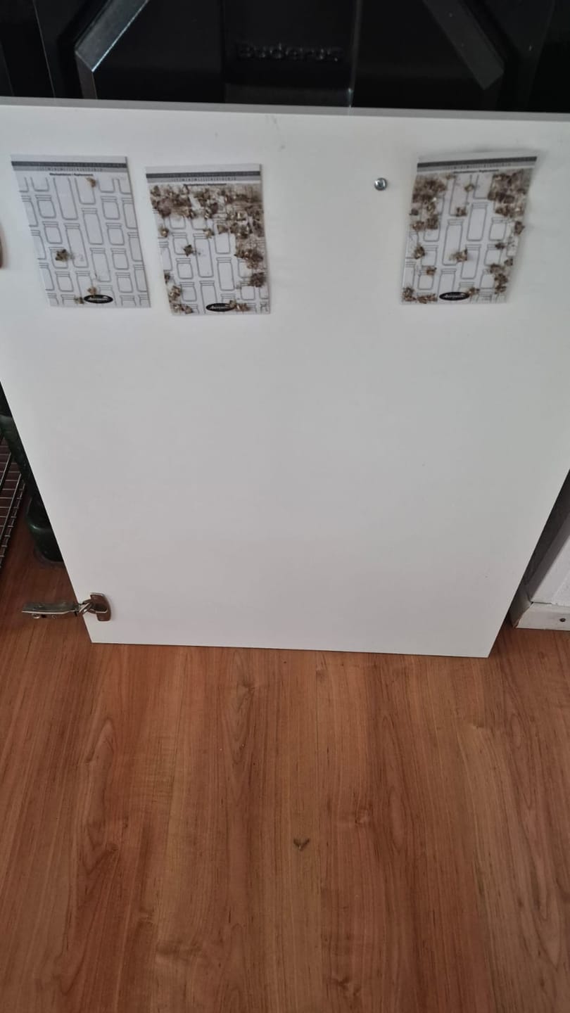 Customer photo review of Schlupfwespen gegen Lebensmittelmotten