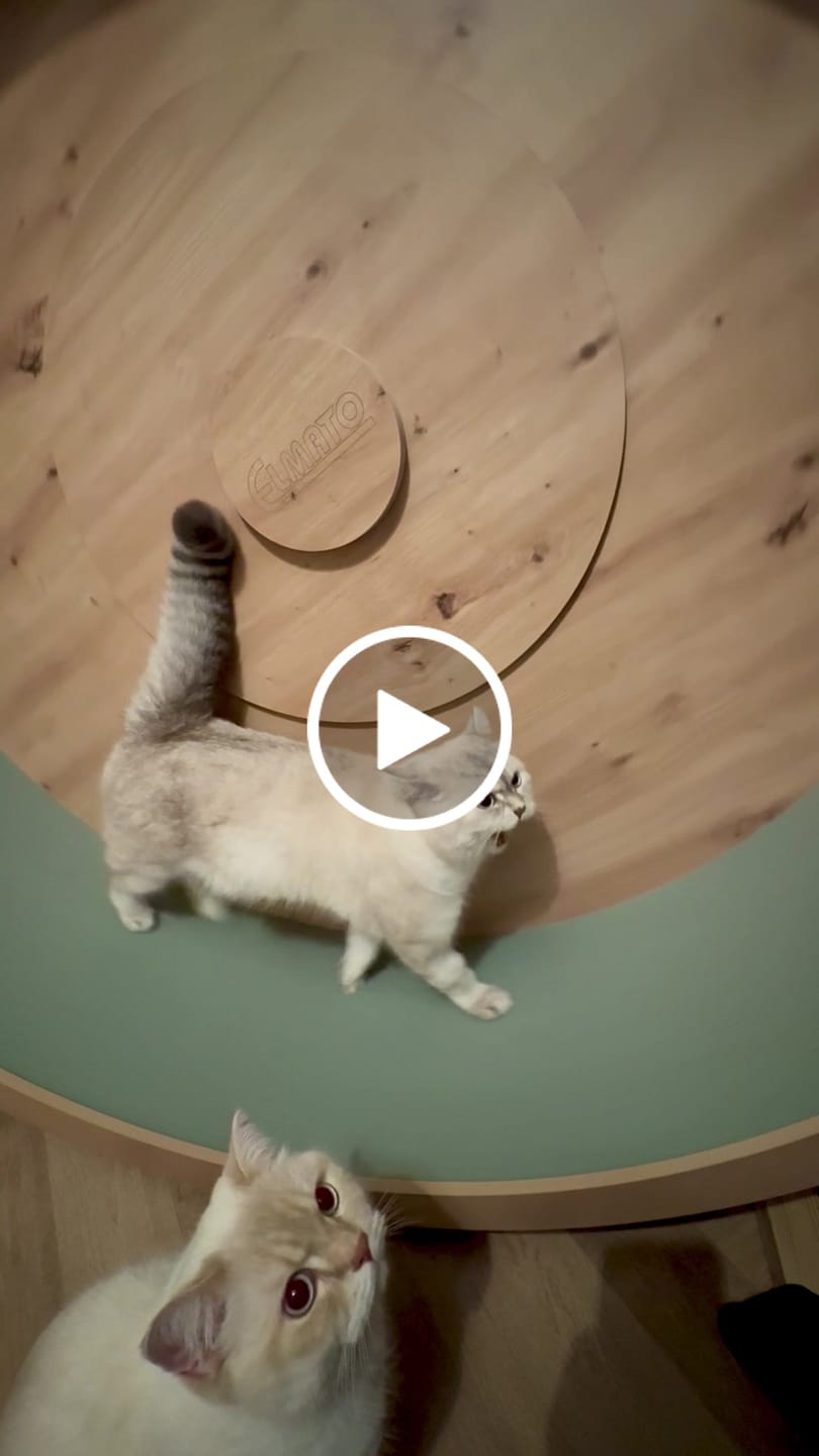 Customer video review of Dein individuelles Elmato Katzenlaufrad