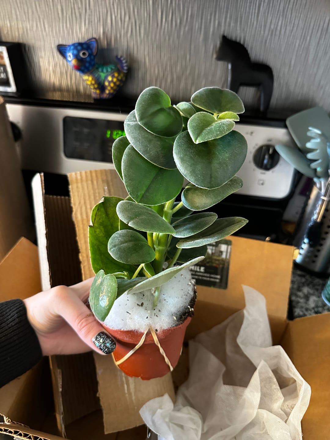 Customer photo review of Peperomia incana