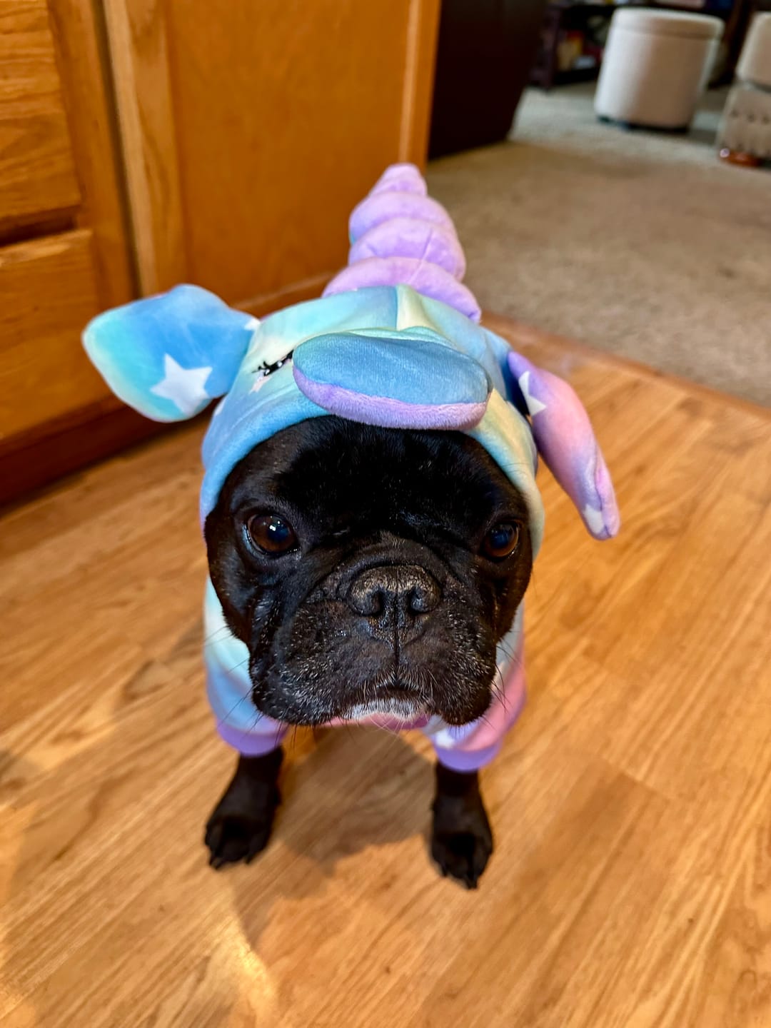 Customer photo review of Halloween Dog Hoodie - Unicorn