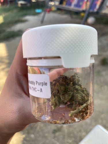 Customer's hand holding a clear, airtight jar of Granddaddy Purple THCA flower buds, showing the product label.