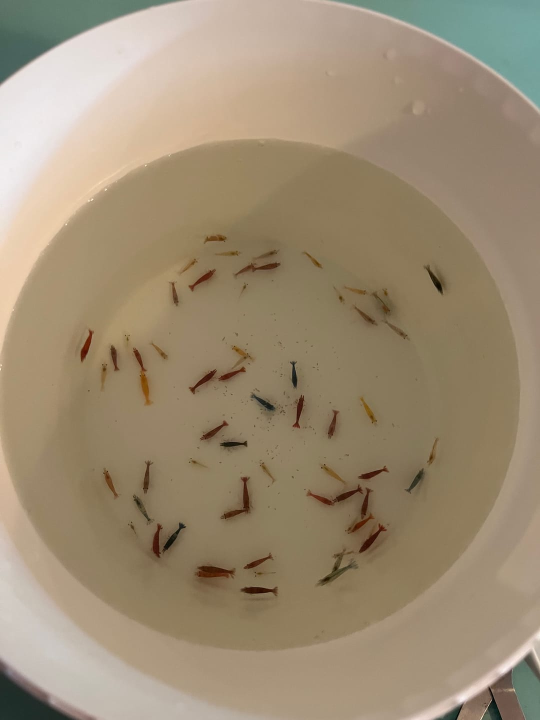 Customer photo review of Neocaridina Skittles Shrimp Pack – Assorted Freshwater Colors