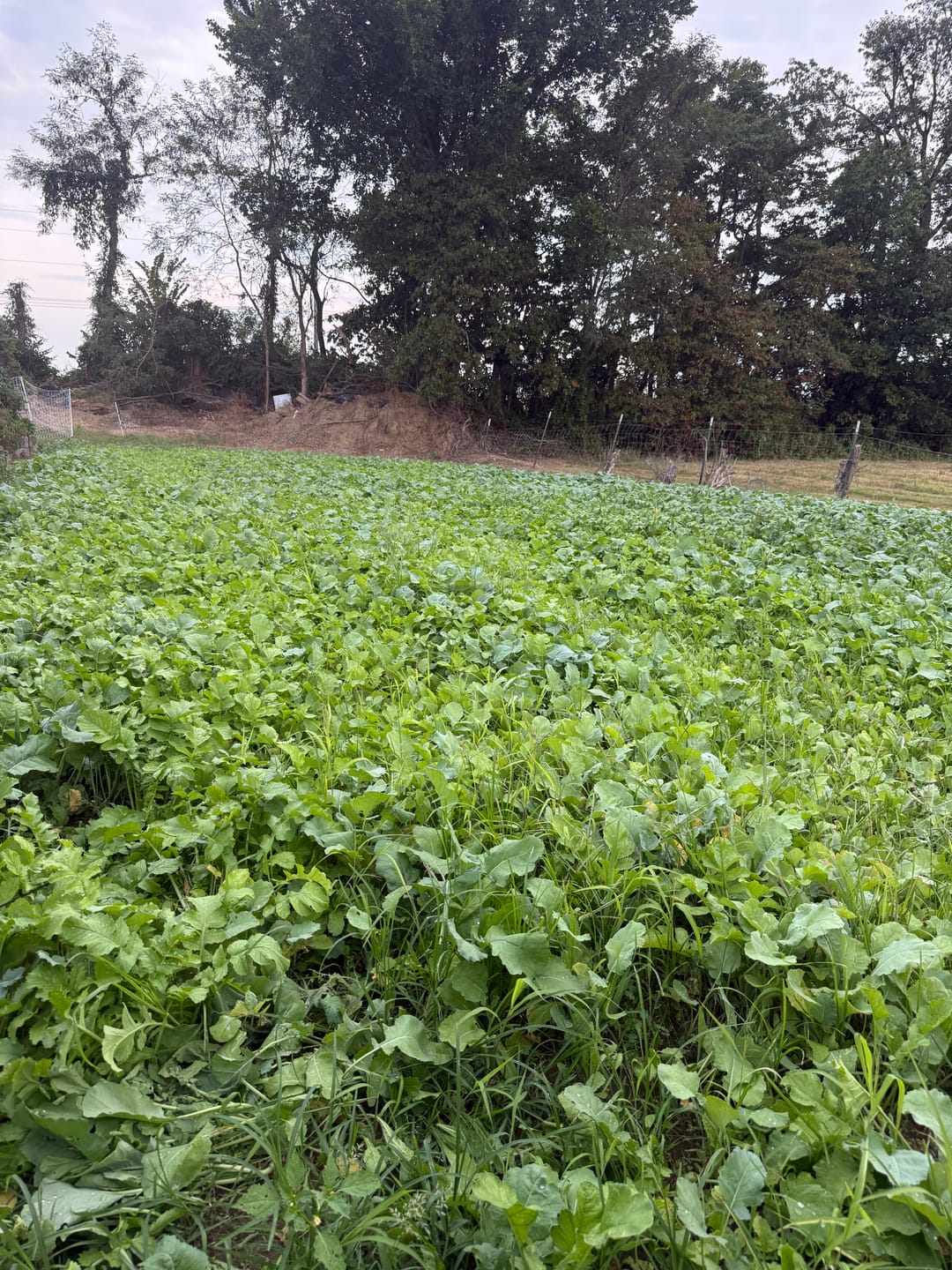 Customer photo review of No Till No Problem