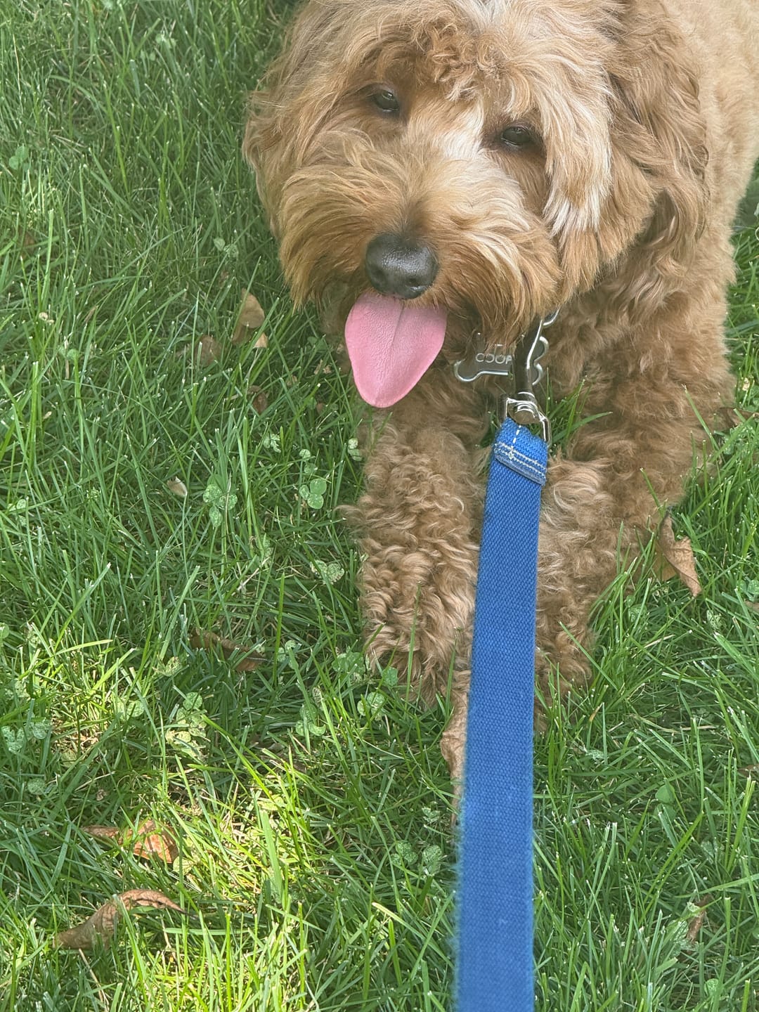Customer photo review of FurLife™ - 12 Months All Natural Flea and Tick Tags for Dogs