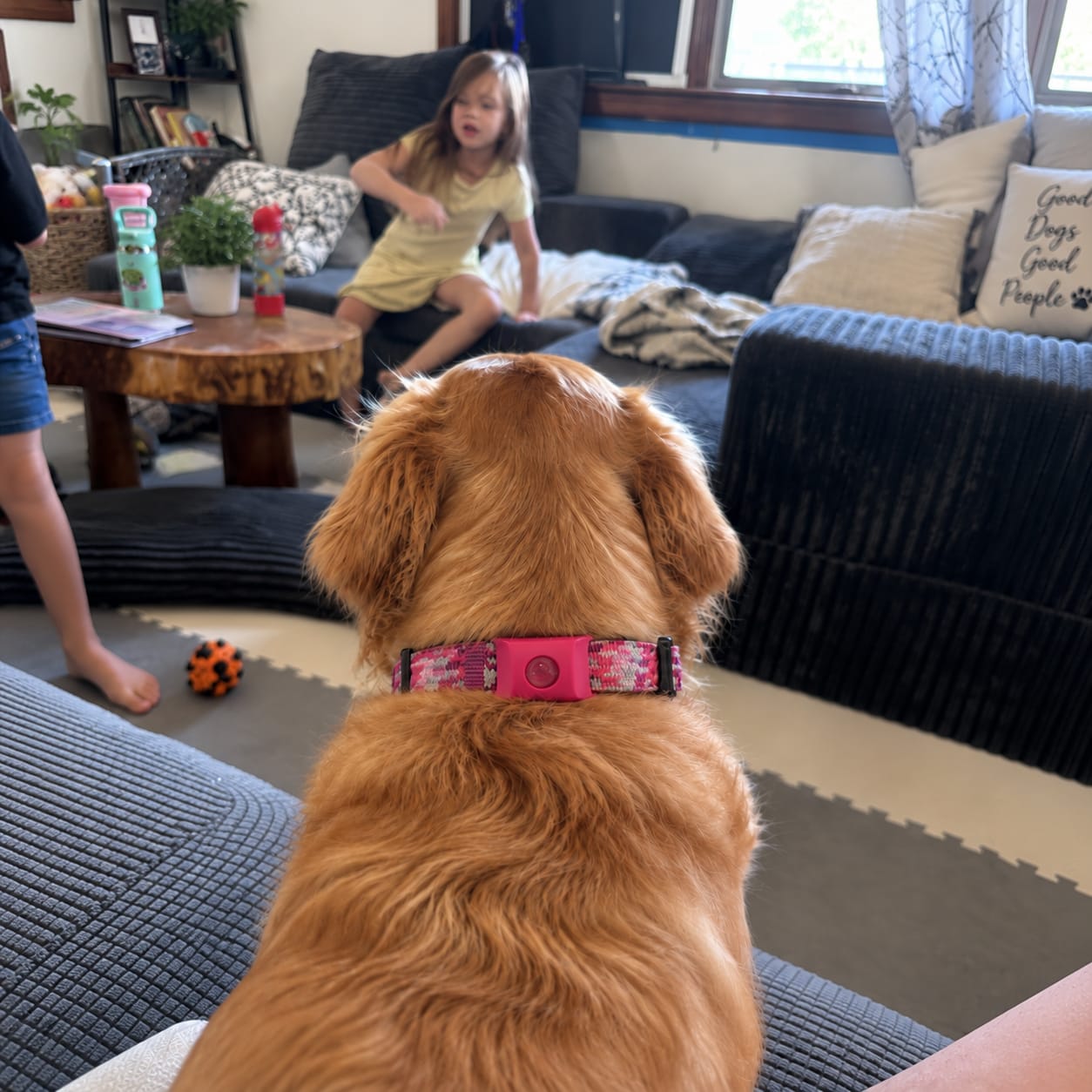 Customer photo review of PetPlix™ Colgante Antipulgas y Antigarrapatas Natural de 12 Meses