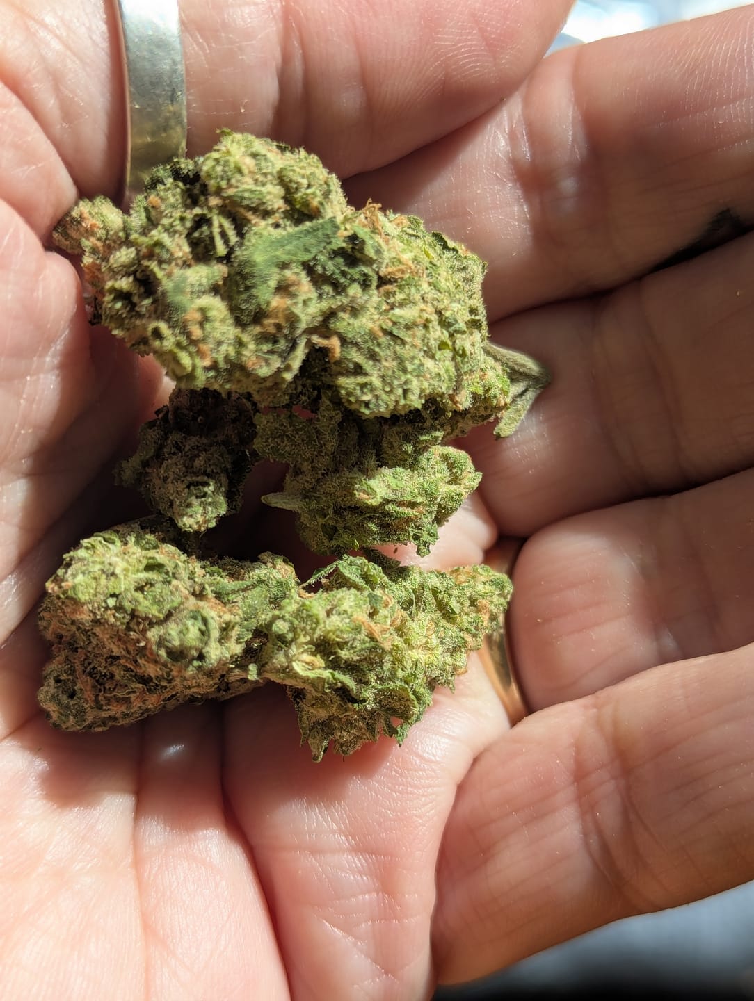 Customer photo review of Blue Dream - 14 Grams - Sativa