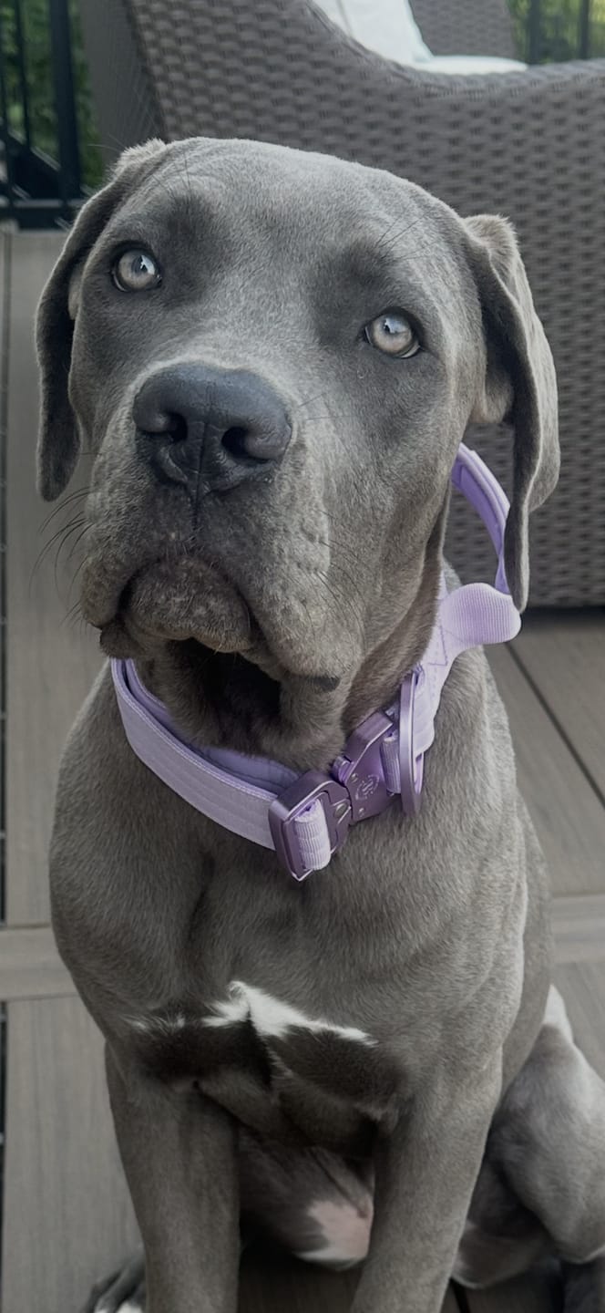 Customer photo review of 4cm Lighter Combat® Collar | With Handle & Secure Clip - Lavender X Ube