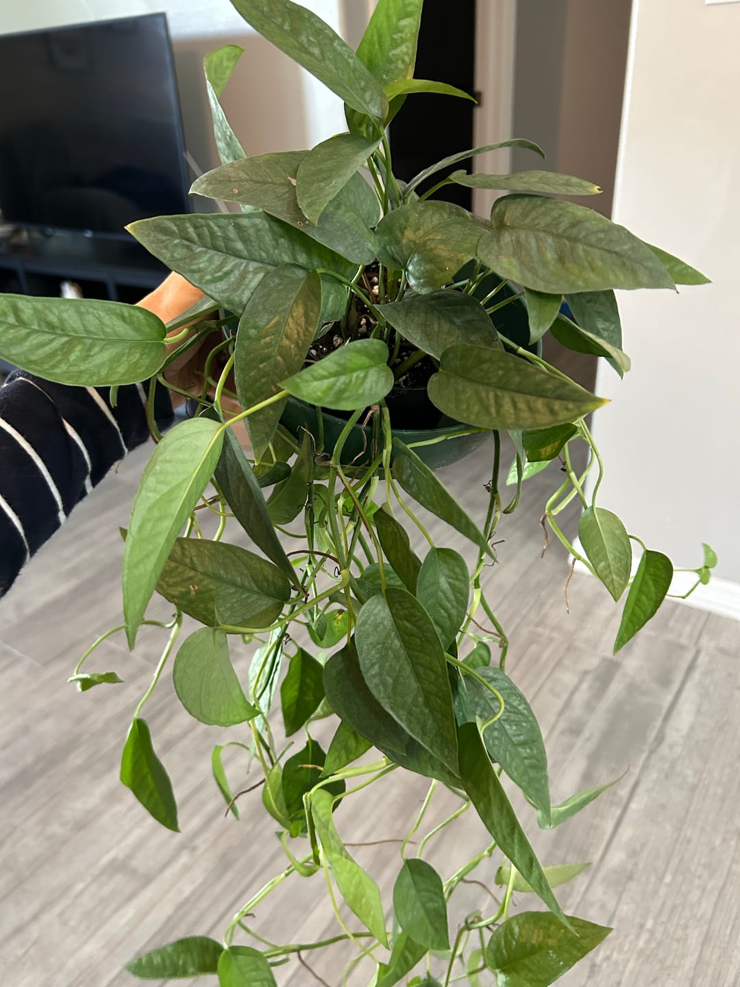 Customer photo review of Pothos Epipremnum pinnatum 'Cebu Blue'
