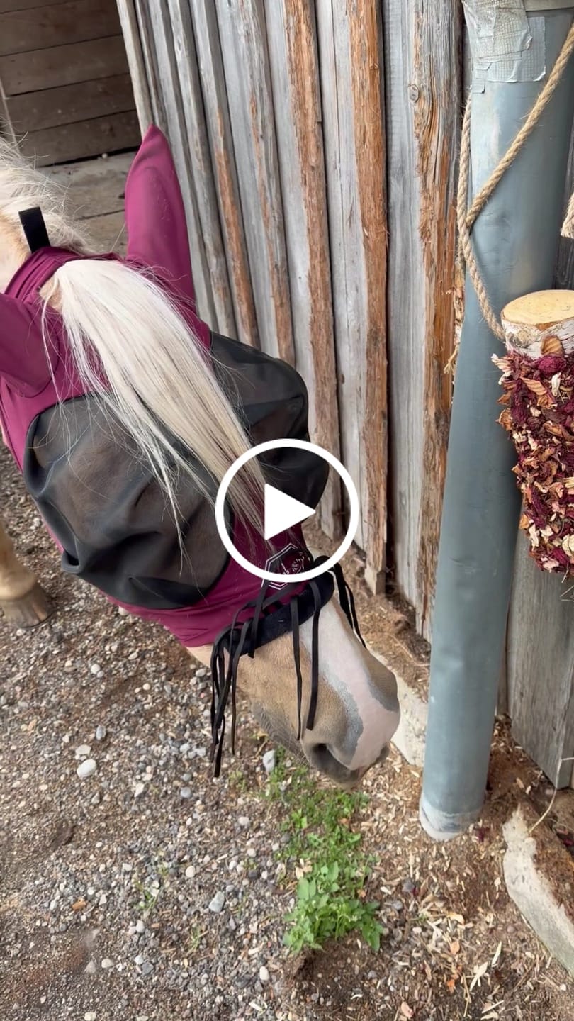 Customer video review of Knusperholz - limitiert! Der natürliche Knabberspaß für dein Pferd