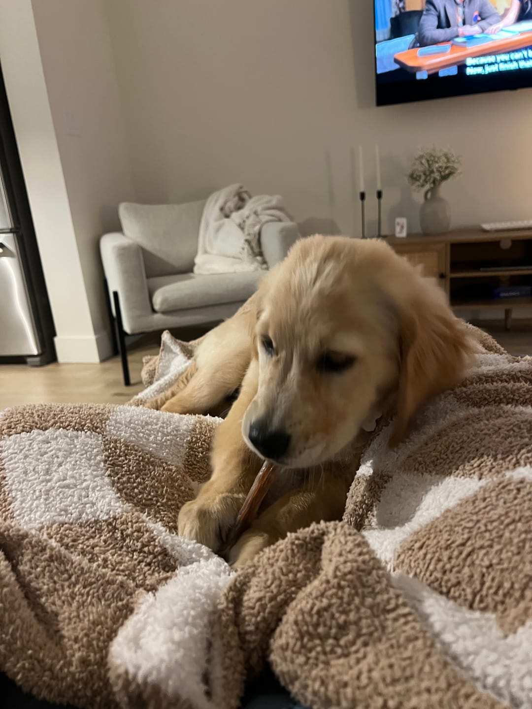 Customer photo review of 12 Inch Thick Braided Bully Stick