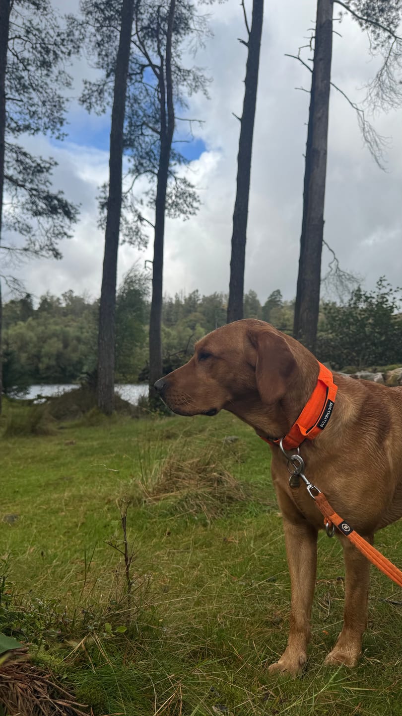 Customer photo review of 4cm Combat® Collar | With Handle & Secured Clip - Orange