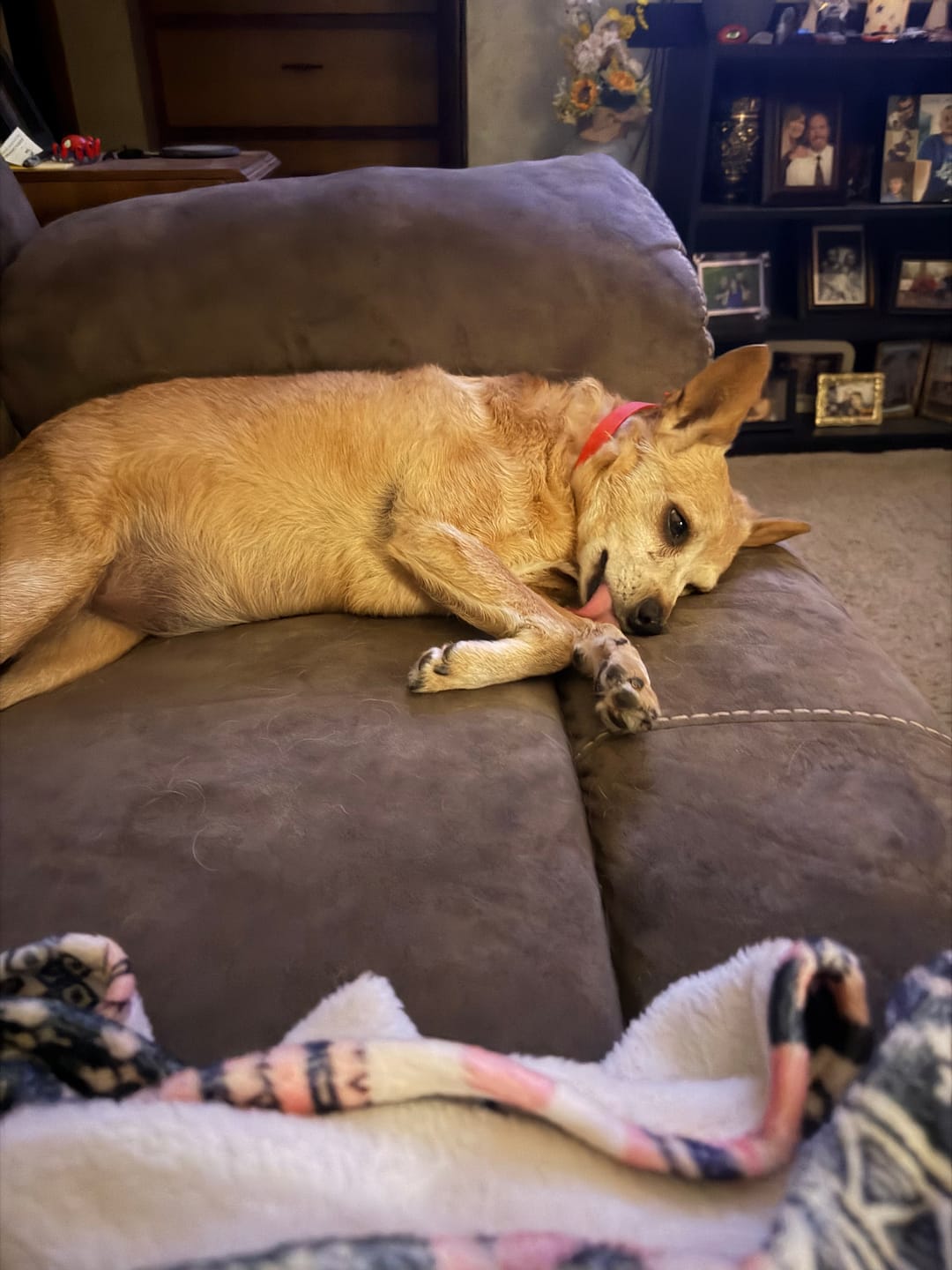 Customer photo review of FurLife™ 12 Months Flea and Tick Free