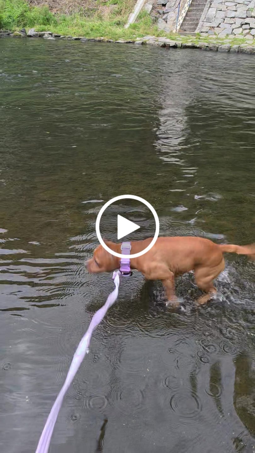 Customer video review of 4cm Lighter Combat® Collar | With Handle & Secure Clip - Lavender X Ube