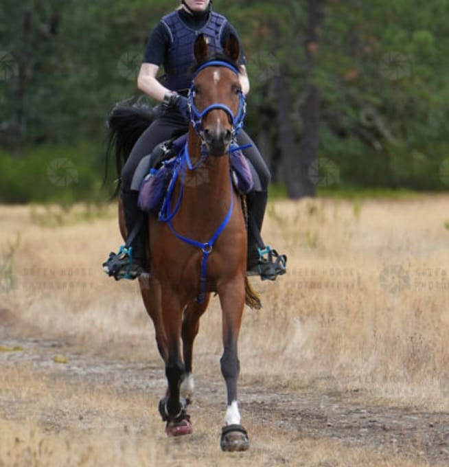 Customer photo review of Renegade® Viper Shield™ Hoof Boot - Black Knight