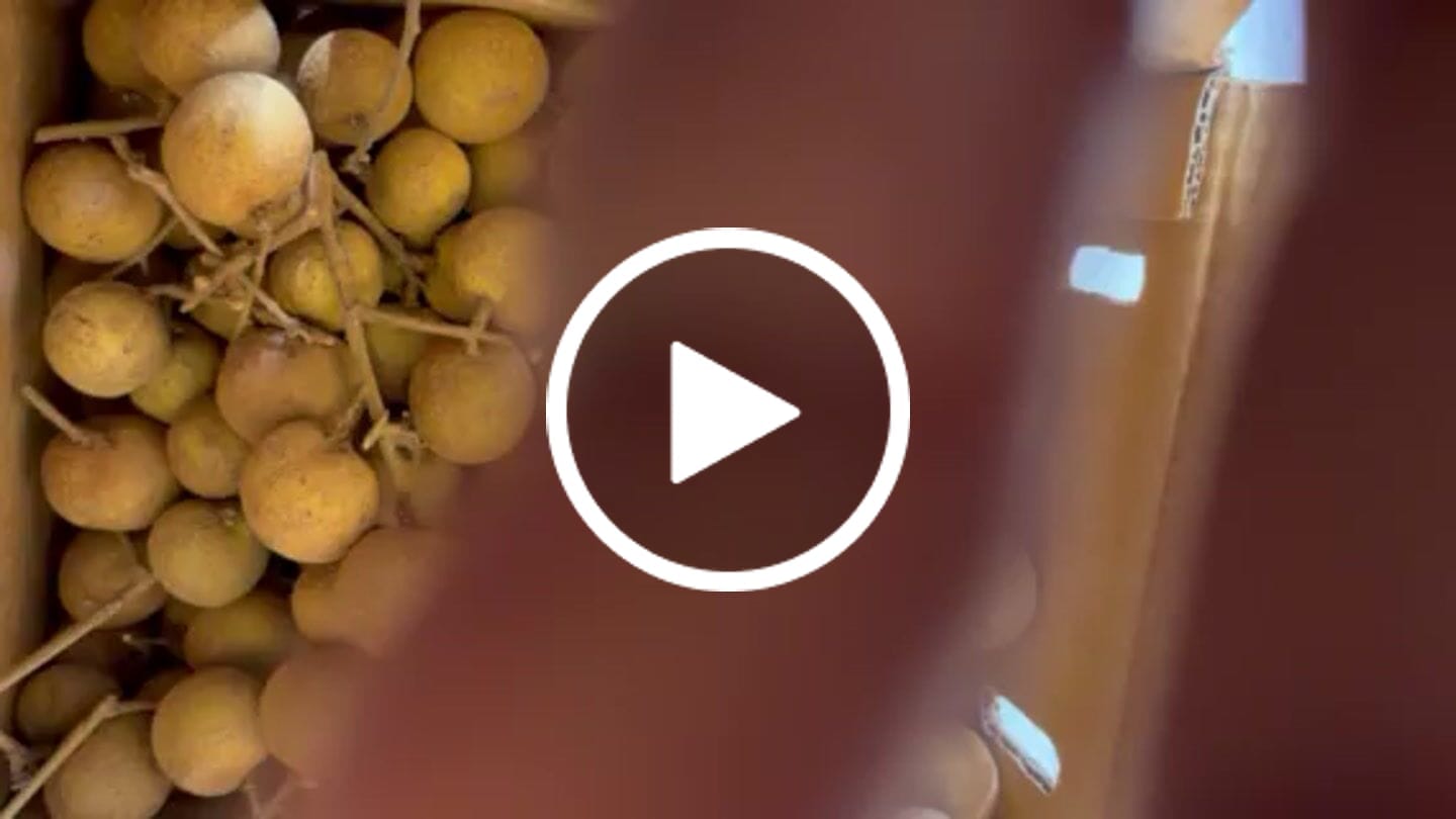 Customer video review of Biew Kiew (BQ) Longan *Pre-Order*