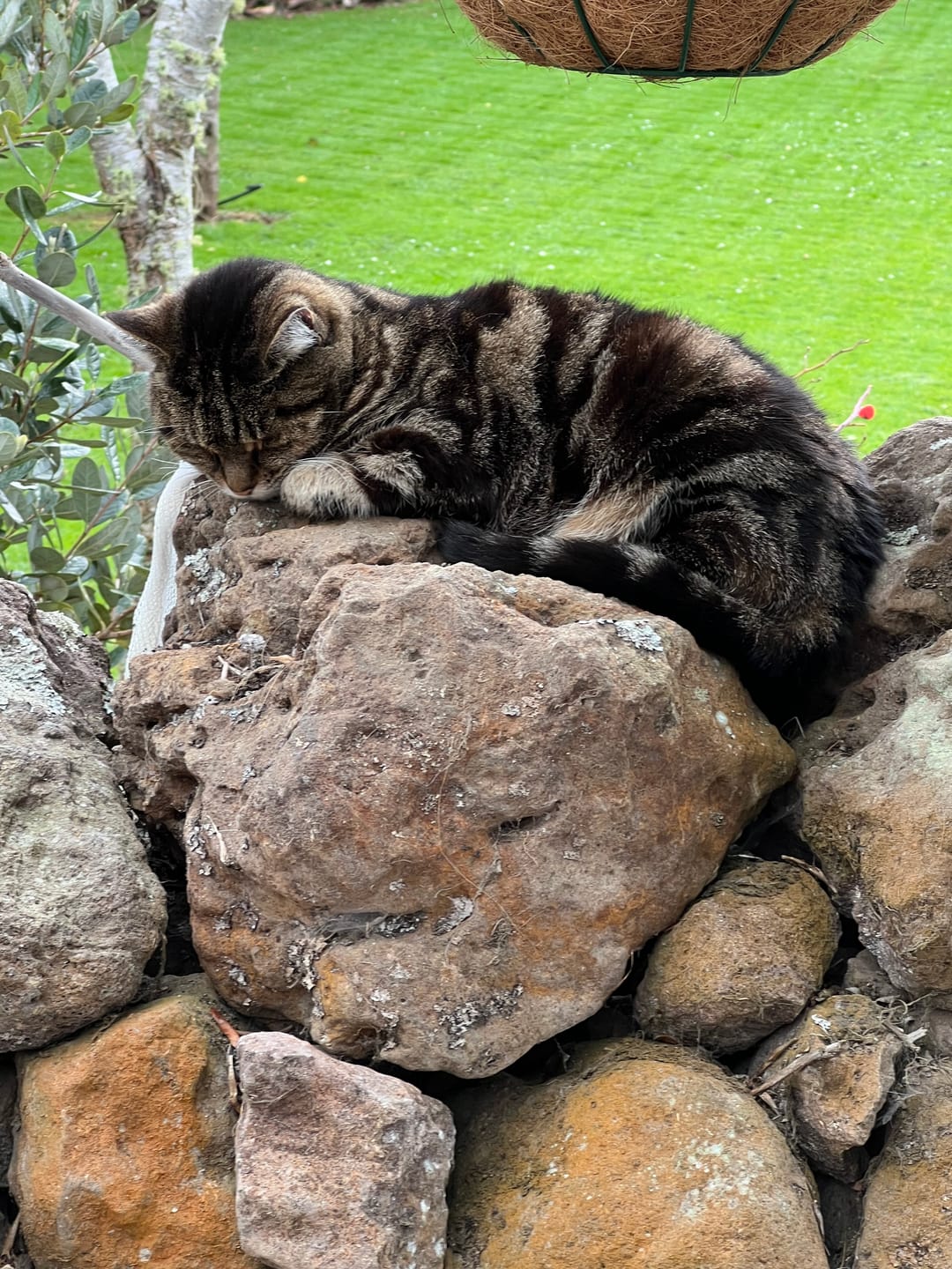 Customer photo review of NexGard SPECTRA for Small Cats < 2.5kg